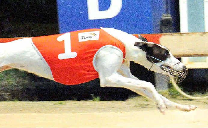 Who’s Asner will feature in race three at Lismore tonight out of box seven. She has the speed out of the boxes to jump to the lead and follow up her impressive win last week for owners Darryl Chapman and Darren Scells. Lisa Vanderstok Who’s Asner will feature in race three at Lismore tonight out of box seven. She has the speed out of the boxes to jump to the lead and follow up her impressive win last week for owners Darryl Chapman and Darren Scells. Lisa Vanderstok